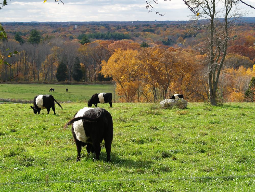Belted Galloway cows in the pasture 10